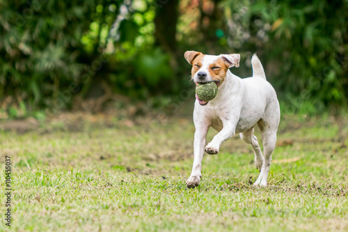 Jack Russell Terrier Dog Running In A Meadow 