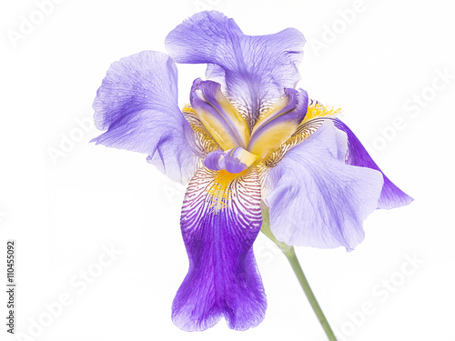 violet flower iris on the white background