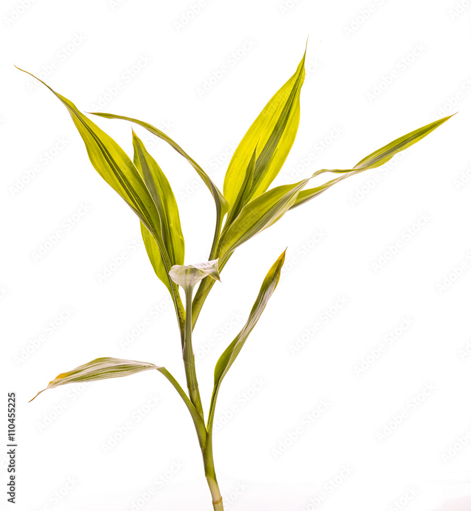 houseplant chinese evergreen houseplant chinese evergreen