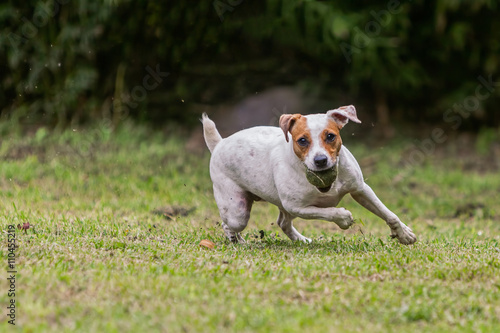Jack Russell Terrier Female Dog Jumping On Meadow