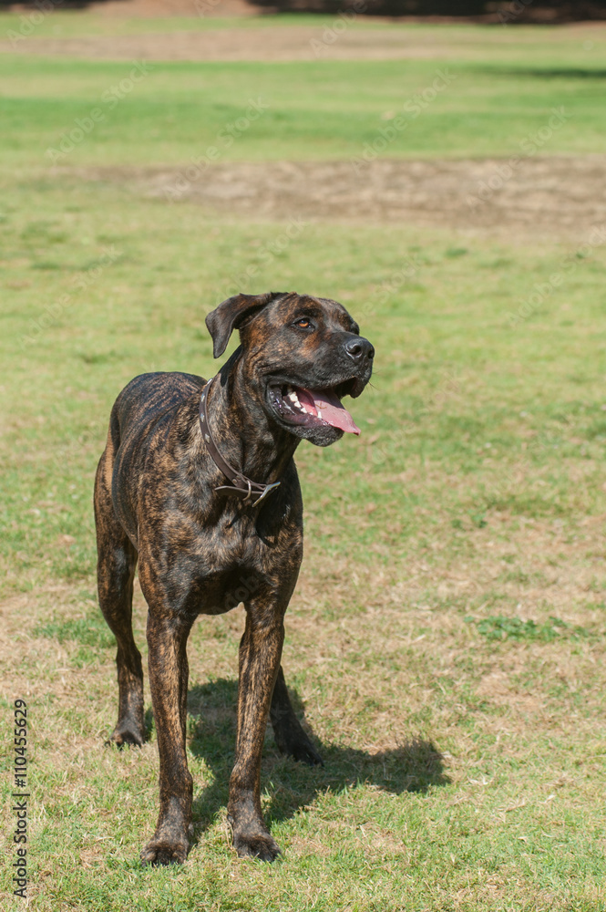 Large Mastiff dog standing with eager expression.