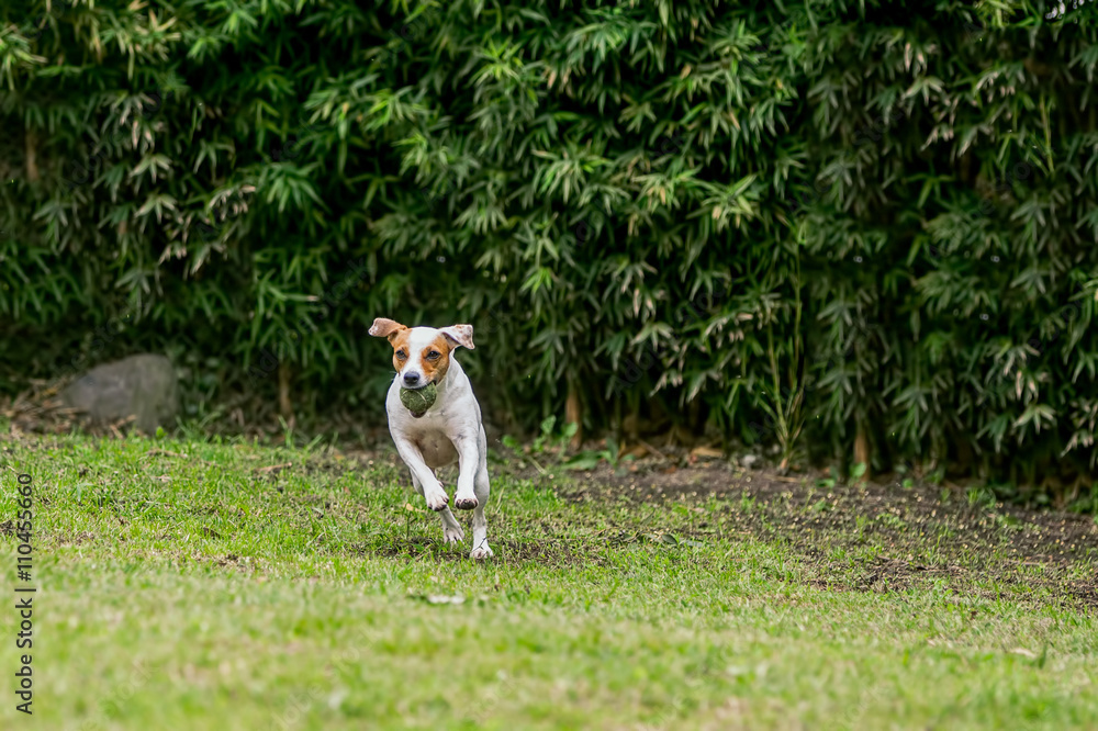 Happy Jack Russell Terrier Runs, Jumps And Plays Happy Jack Russell Terrier Runs, Jumps And Plays
