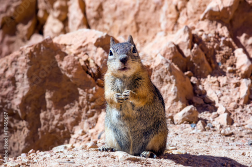 The golden-mantled ground squirrel  Callospermophilus lateralis 