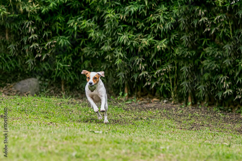 Happy Jack Russell Terrier Runs, Jumps And Plays