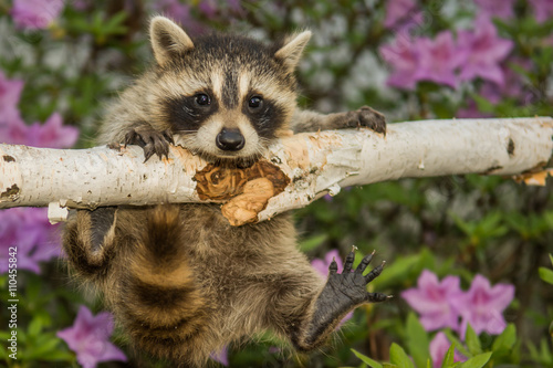 Photography Baby Raccoon