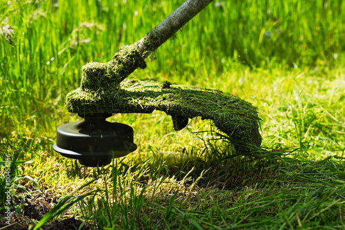 Vászonkép Gasoline lawn trimmer mows juicy green grass