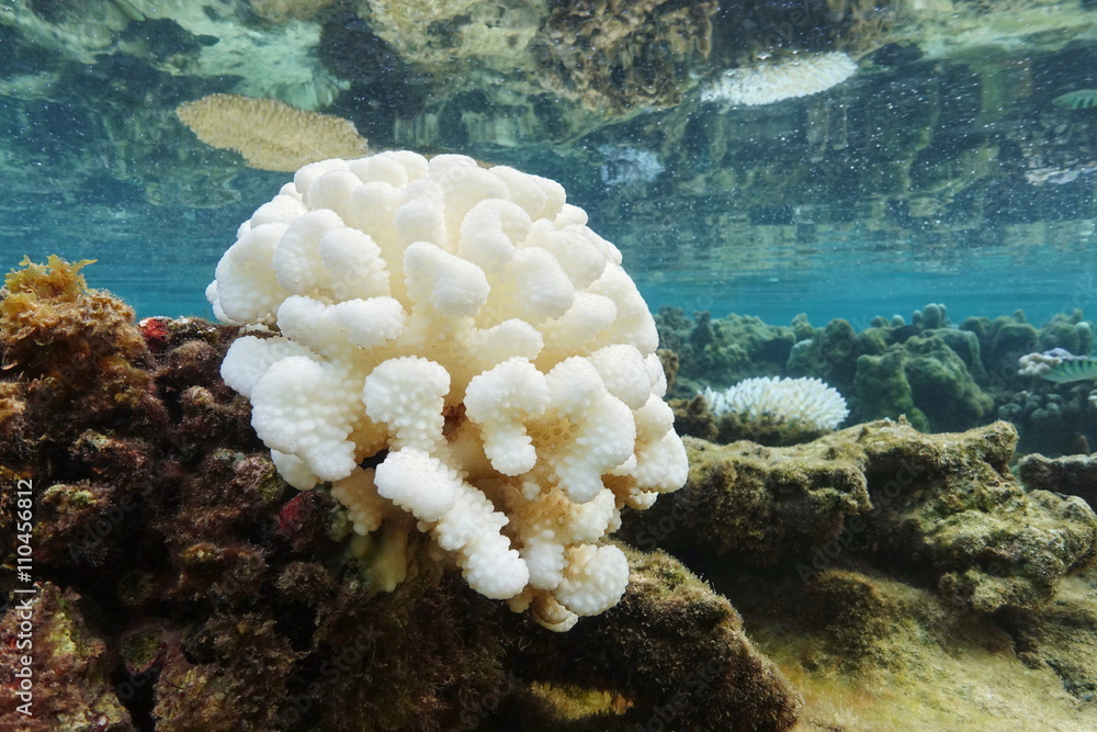 Naklejka premium Coral bleaching due to El Nino in the Pacific ocean, lagoon of Huahine island, French Polynesia