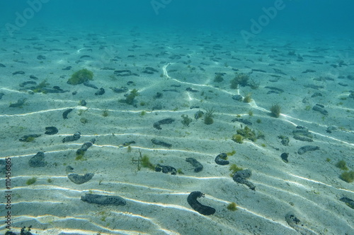 Shallow sandy ocean floor with many black sea cucumbers, Holothuria atra, Pacific ocean, French polynesia