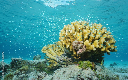 Shoal of fish blue-green chromis, around cauliflower coral, underwater Moorea lagoon, Pacific ocean, French Polynesia