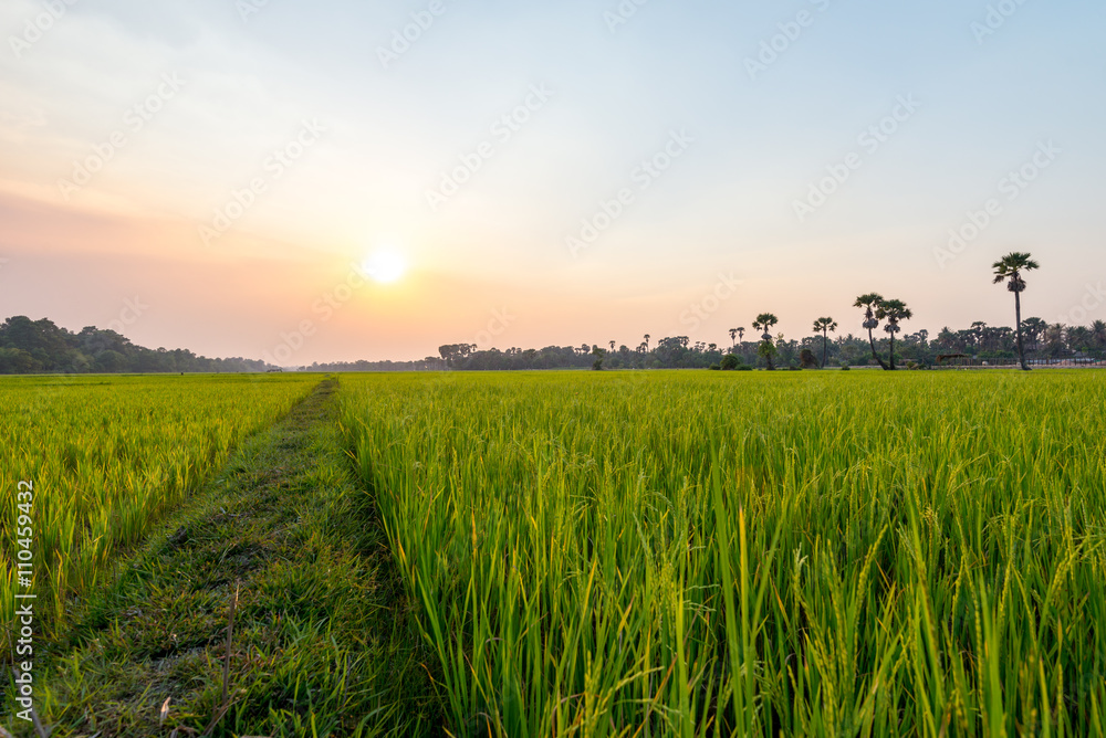 Fototapeta premium Rice field Siem Reap, Cambodia Apr 2016