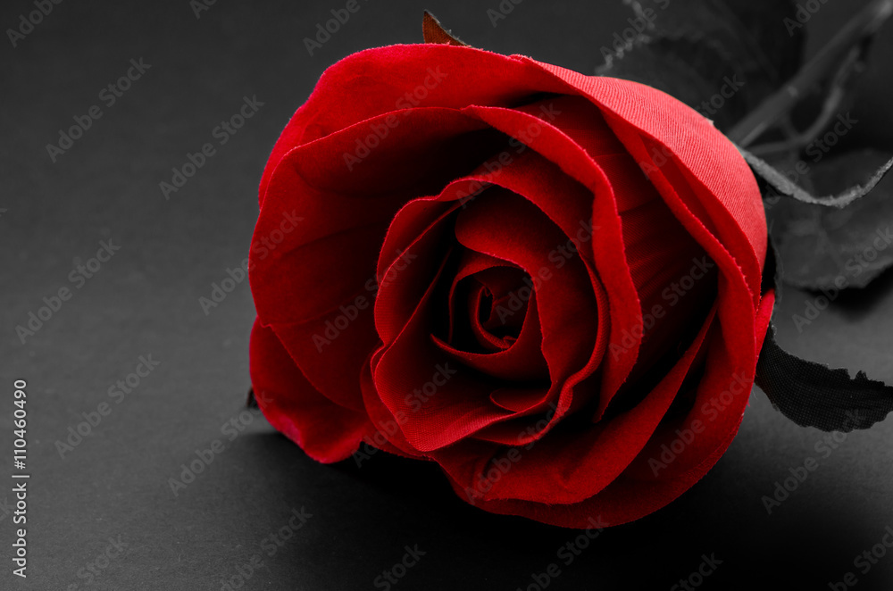 Red rose on black background.
