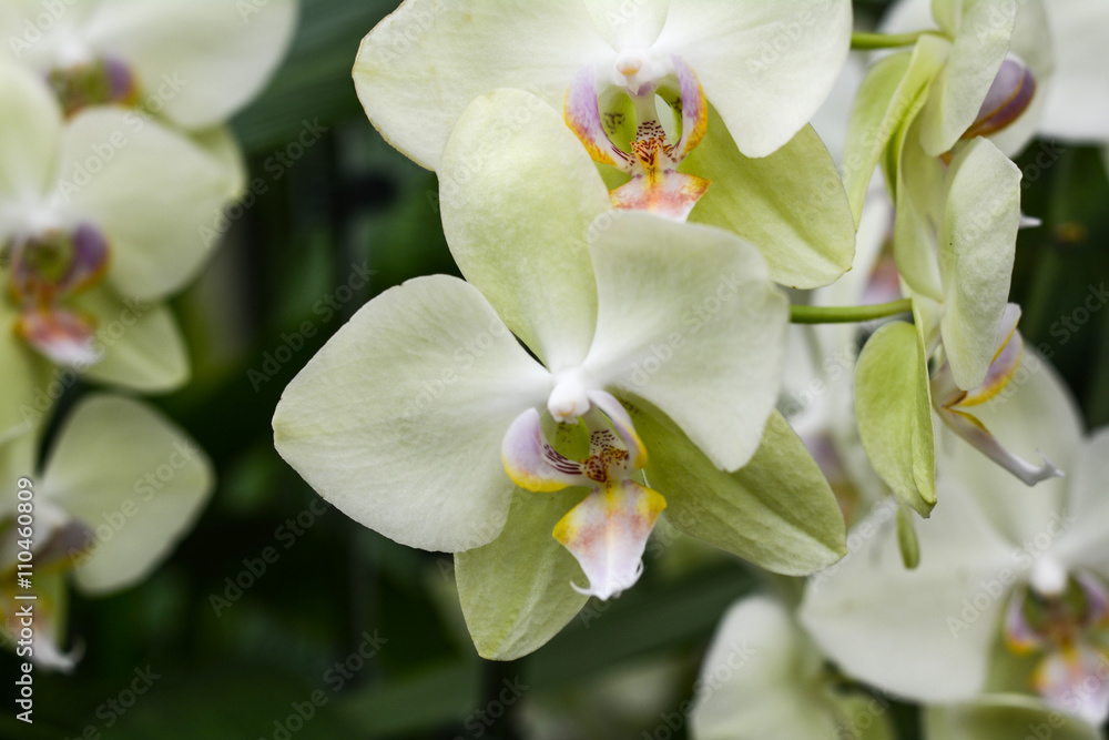 Phalaenopsis Phalaenopsis