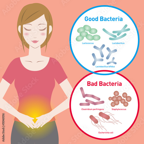Good Bacteria and Bad Bacteria, enteric bacteria, Intestinal flora, Gut flora, probiotics, image illustration photo