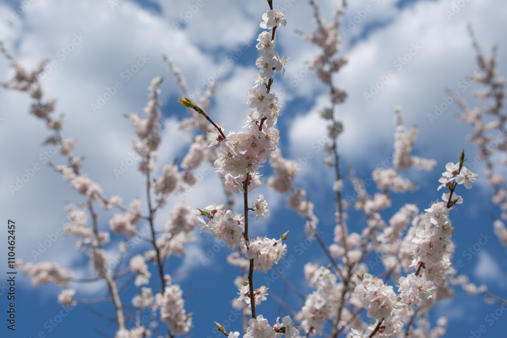 Cherry blossom or  Sakura flower with blue sky and clouds