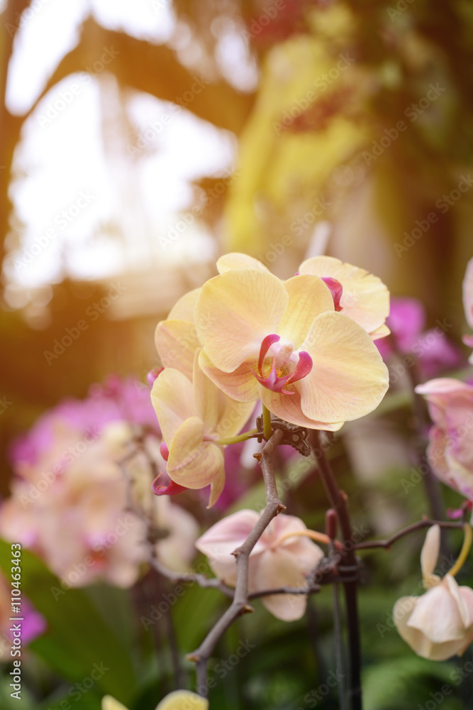 Obraz premium phalaenopsis hybrid