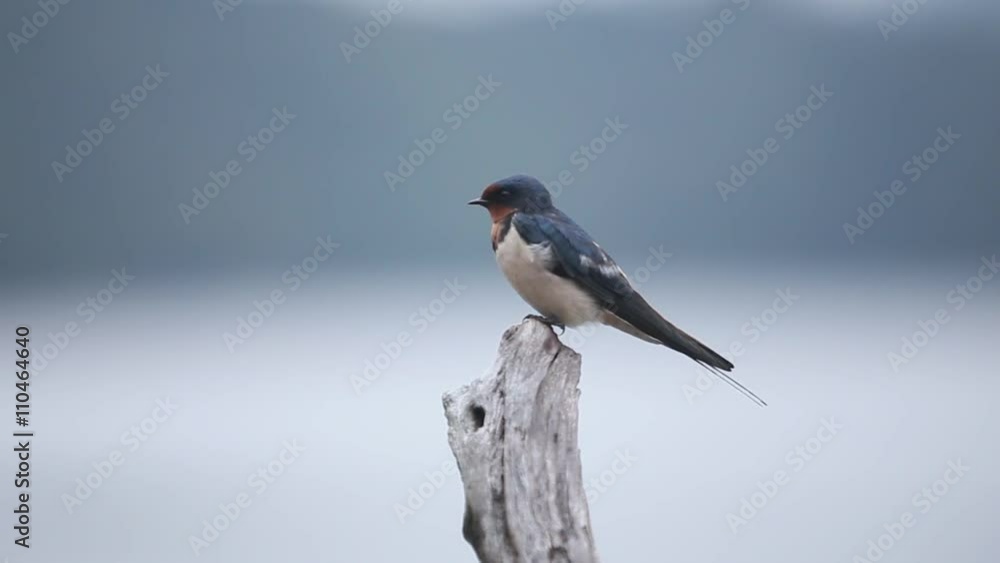 Red-whiskered bulbul on the branch peak at Khuean Mae Ngat ,Chiang Mai thailand