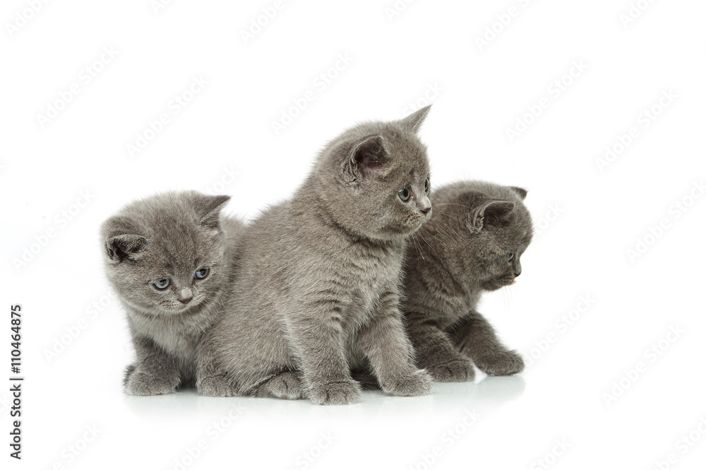 little british short hair blue kittens little british short hair blue kittens