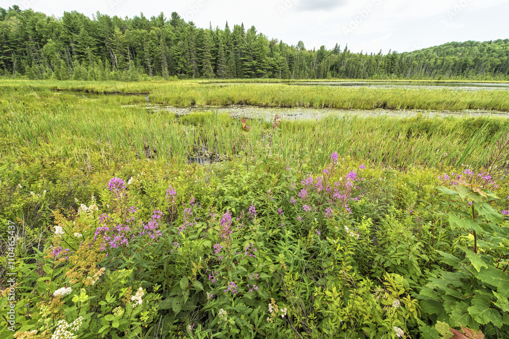 Wetland Conservation