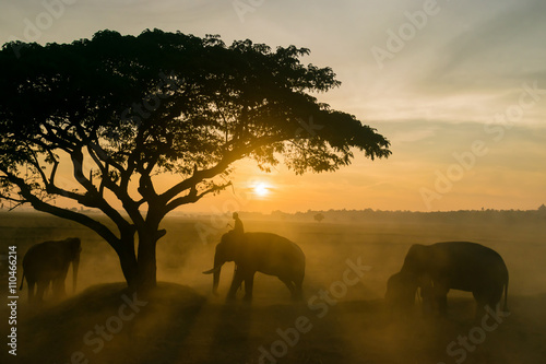 elephant © njphotos