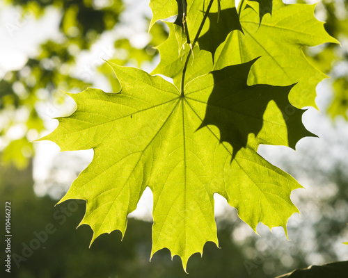 Leaves of norway maple tree in morning sunlight, selective focus, shallow DOF