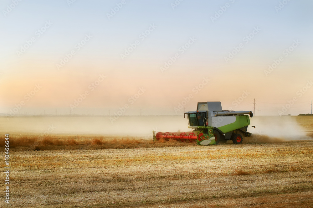 Combine harvesting rape