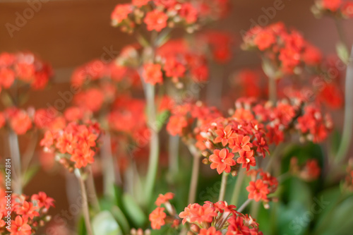 red flower © Charu Bonnet