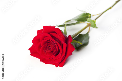 red rose lying on white
