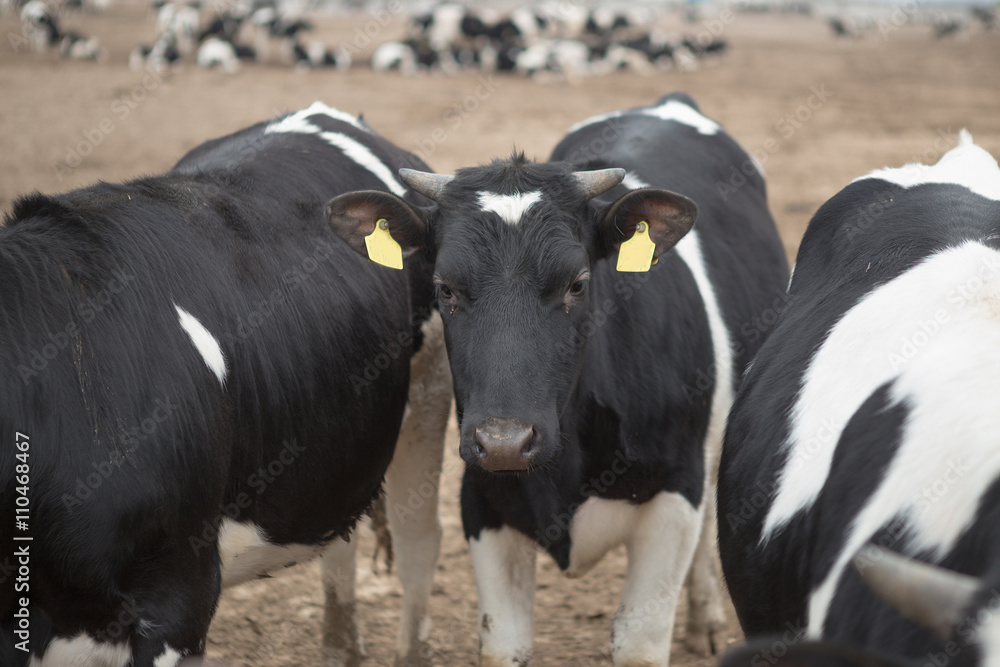 Herd of inquisitive black and white Holstein dairy cows Herd of inquisitive black and white Holstein dairy cows