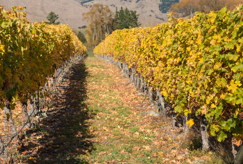 vineyard in autumn 