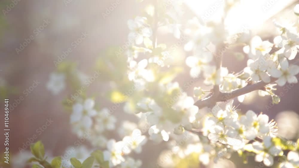 Spring background of branches of a blossoming tree Spring background of branches of a blossoming tree