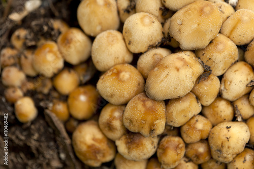 group of tiny mushrooms.