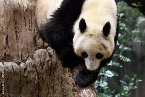 Fototapeta Naklejka Na Ścianę i Meble -  Giant Panda (Ailuropoda melanoleuca)