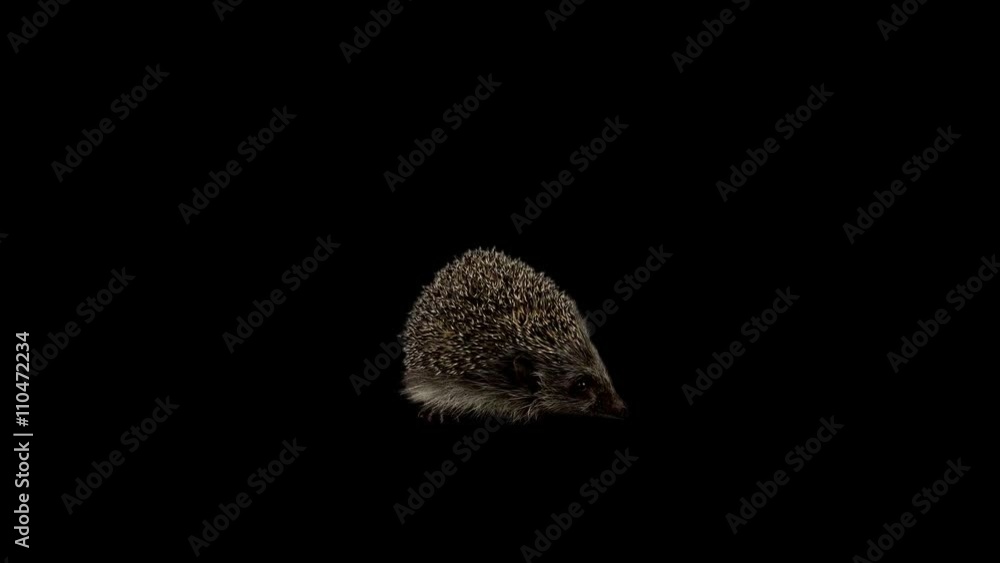 Wild Hedgehog looking around and sniffing, alpha matte channel, transparent background Wild Hedgehog looking around and sniffing, alpha matte channel, transparent background