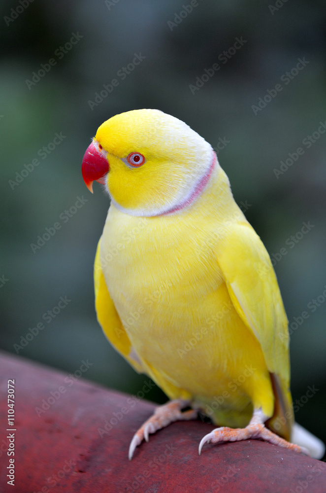 Fototapeta premium Yellow Indian Ringneck Parrot