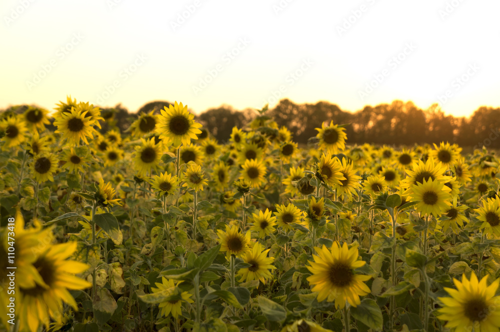 Fototapeta premium Sunflower field