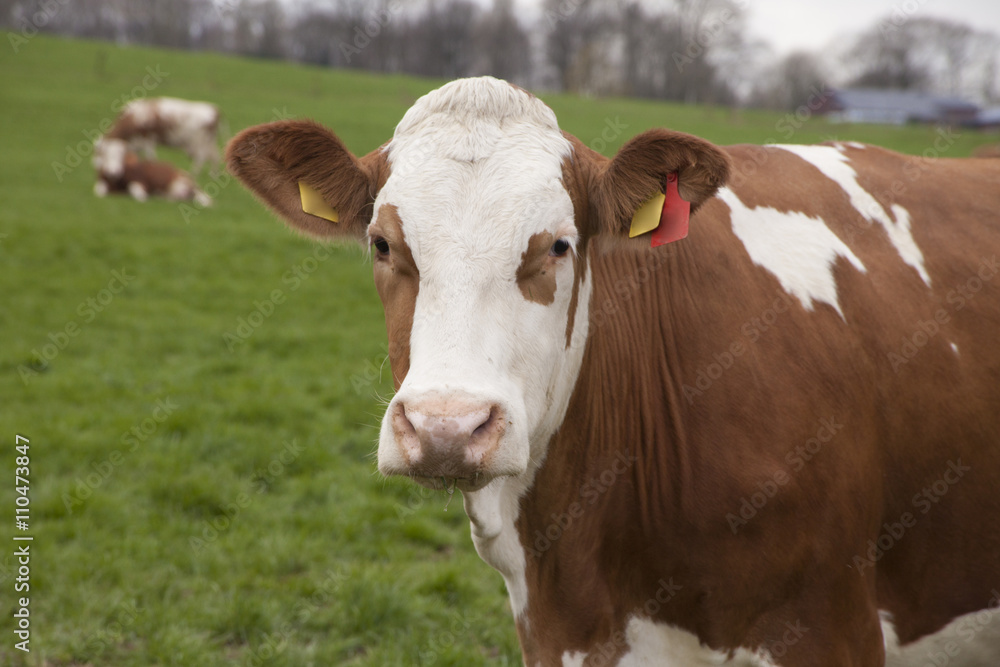 happy cows on a meadow in germany