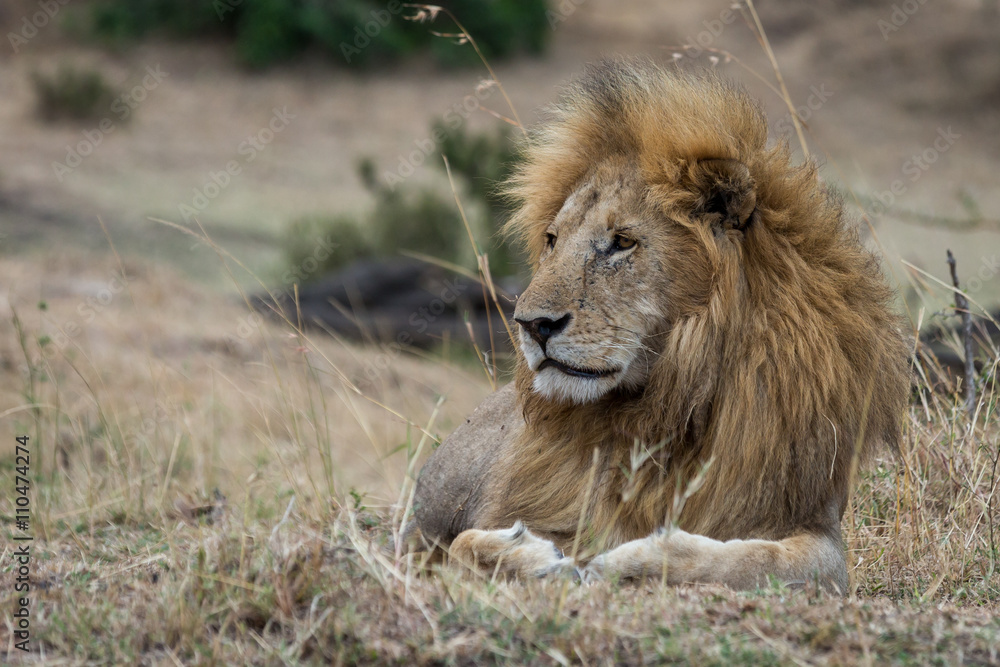 Lion lying in dry grassland taken in the Masai Mara Kenya.
