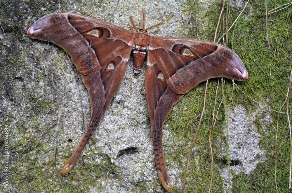 Fototapeta premium Hercules Moth spoczywa na drzewie
