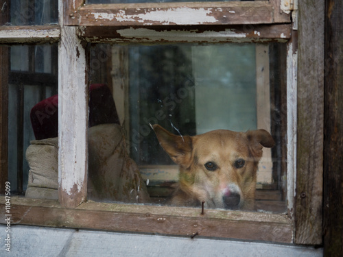 Sad looking dog in a dirty old house window 