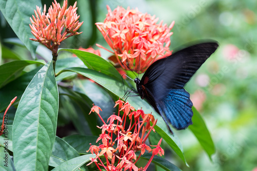 Canvas Print The Great Mormon or Papilio memnon butterfly feeding on Ixora flowers close up