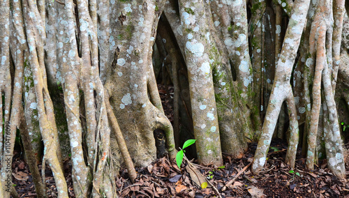 Banyan tree aerial roots
