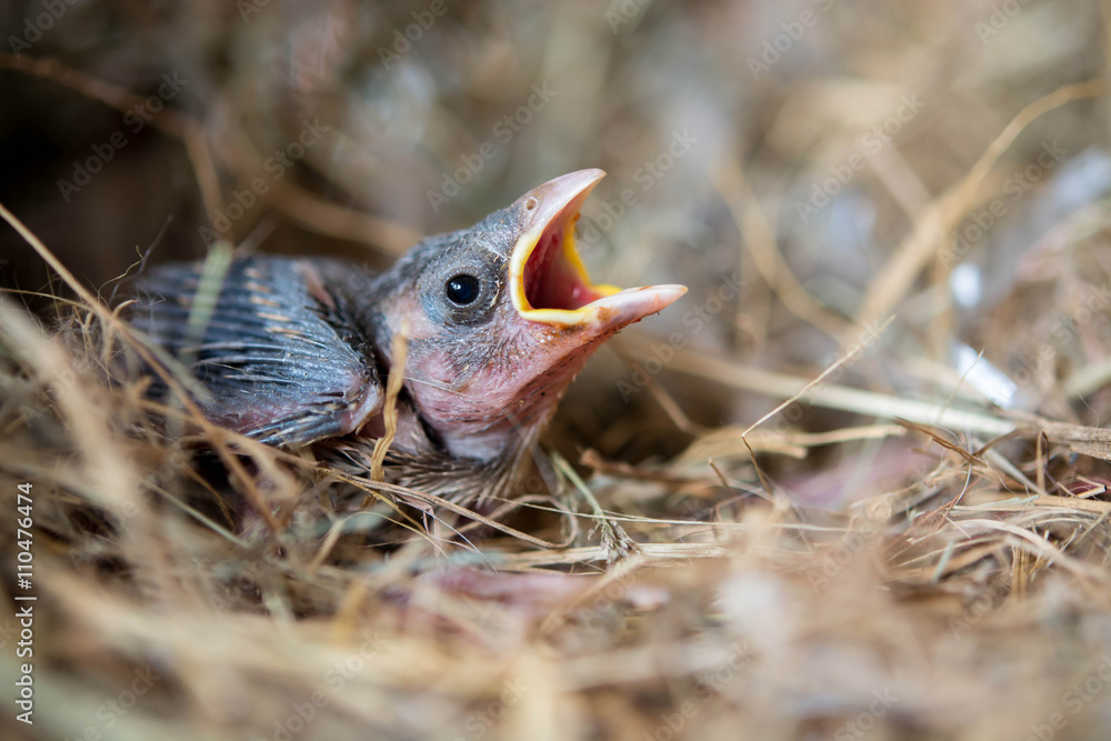 Fototapeta premium Baby bird hungry in the Bird Nest