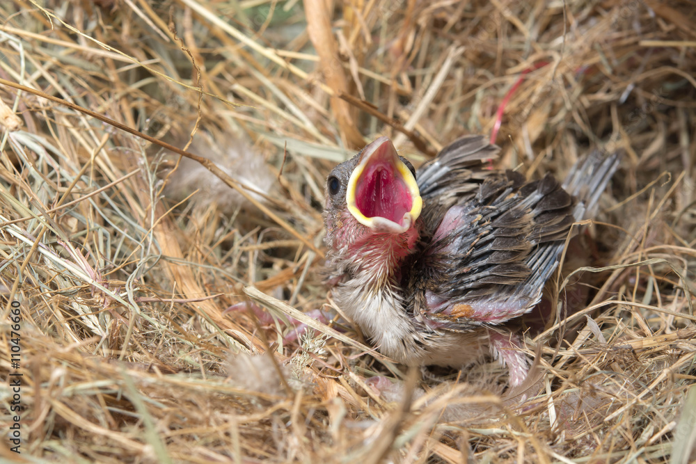 Baby bird hungry in the Bird Nest Baby bird hungry in the Bird Nest