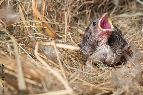 Baby bird hungry in the Bird Nest