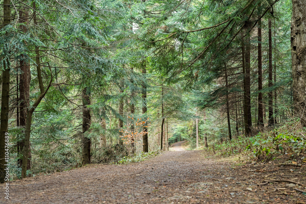 Fototapeta premium Footpath in the coniferous wood