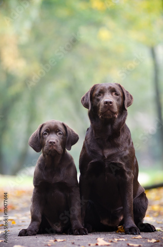 Labrador dog with a puppy
