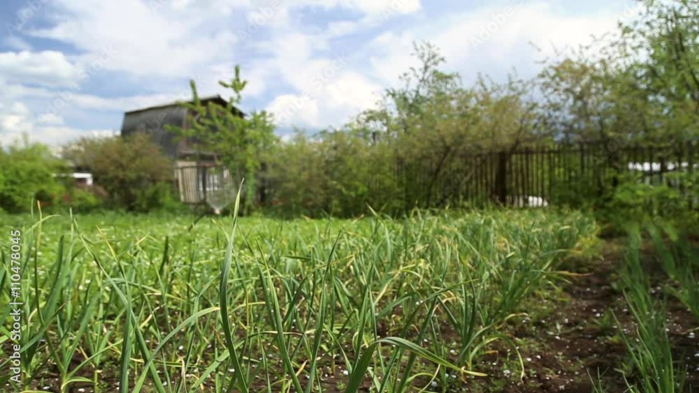 The garden planted with the vegetables, garlic and onions
The garden planted with the vegetables, garlic and onions