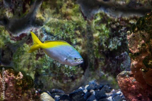 Redbelly yellowtail fusilier fish © Johnstocker