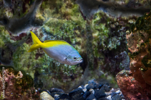 Redbelly yellowtail fusilier fish