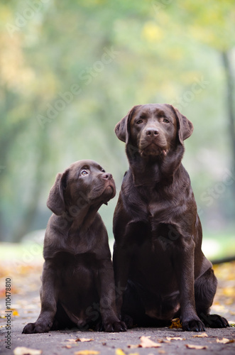 Labrador dog with a puppy